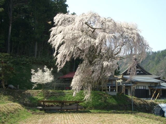 黒川地区天満神社の枝垂れ桜