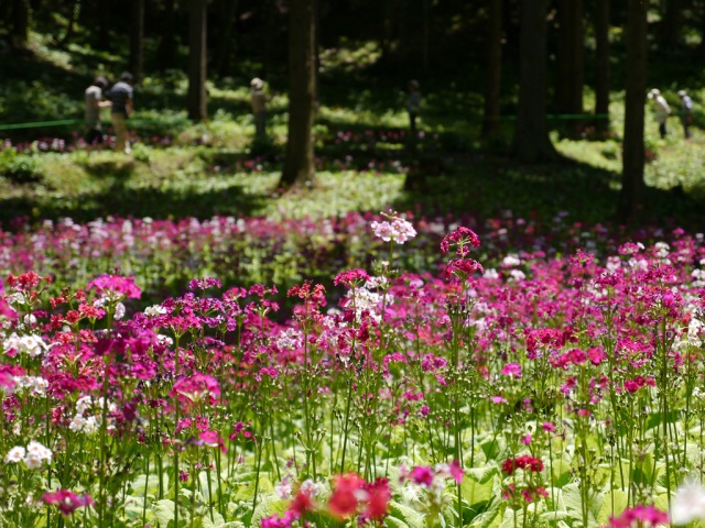 花の森四十八滝山野草花園