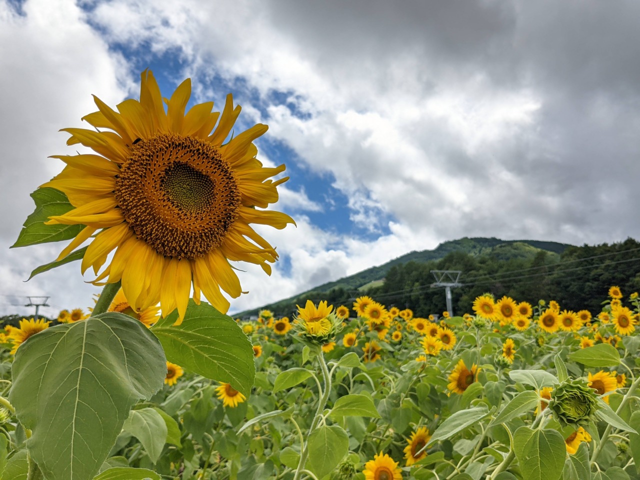 アルコピアひまわり園22 観光スポット 岐阜県観光公式サイト 岐阜の旅ガイド