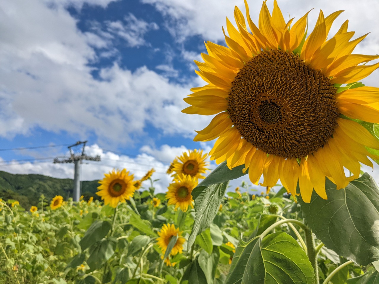 アルコピアひまわり園22 観光スポット 岐阜県観光公式サイト 岐阜の旅ガイド