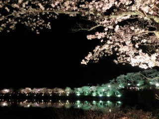恵那峡夜桜ライトアップ