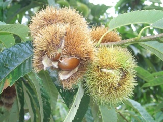 えな笠置山栗園
