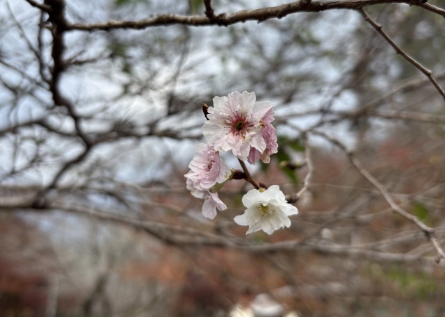 撮影日：2025年11月21日（金）