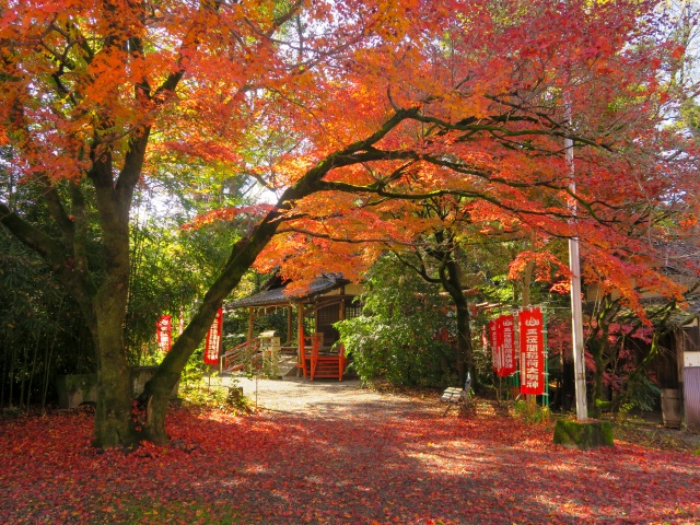 撮影日：2025年11月26日