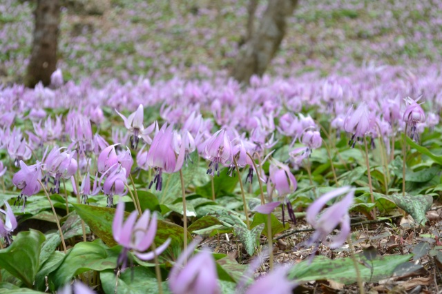 カタクリまつり