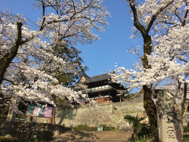 関善光寺（宗休寺）の桜