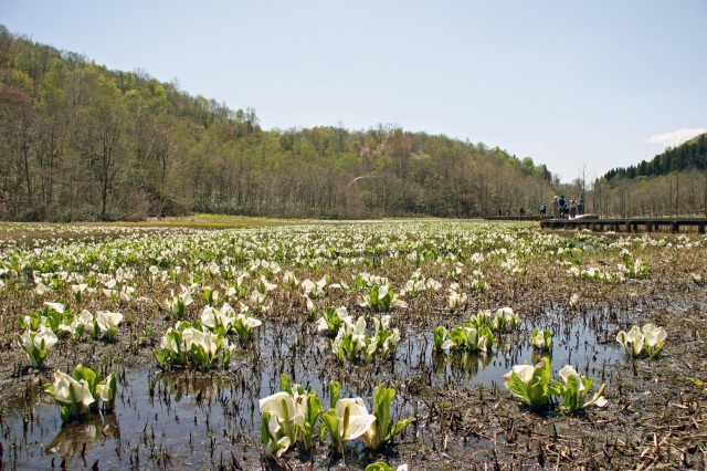 飛騨の山中遅い春、知る人ぞ知る絶景スポット池ケ原湿原の裏話…