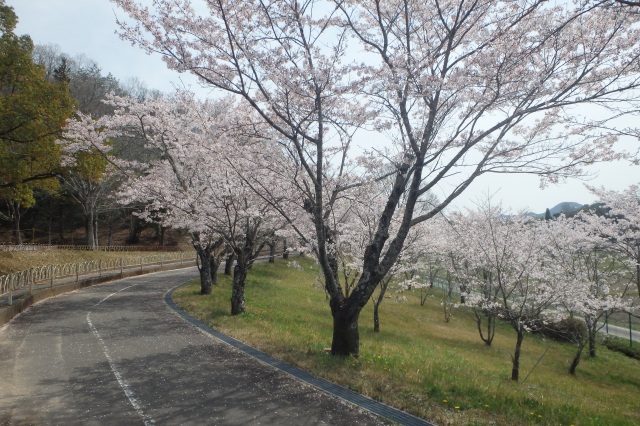 岐阜県百年公園の桜