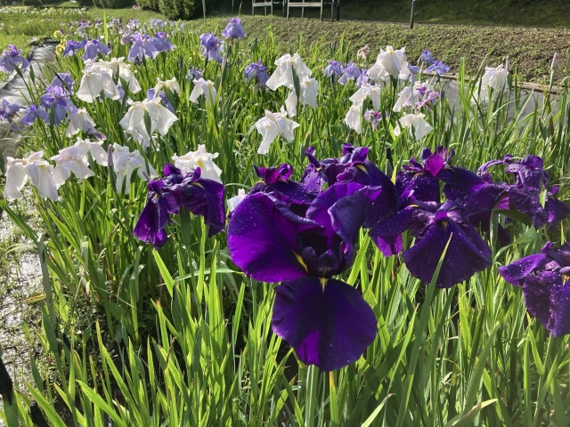岐阜県百年公園の花菖蒲