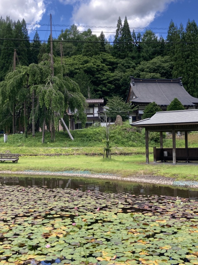 大谷しだれ桜公園のスイレン