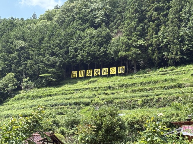 白川茶発祥の地